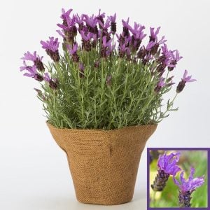 Mavi stoechas lavanta fidesi lavandula stoechas blue