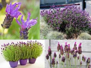 Mavi stoechas lavanta fidesi lavandula stoechas blue