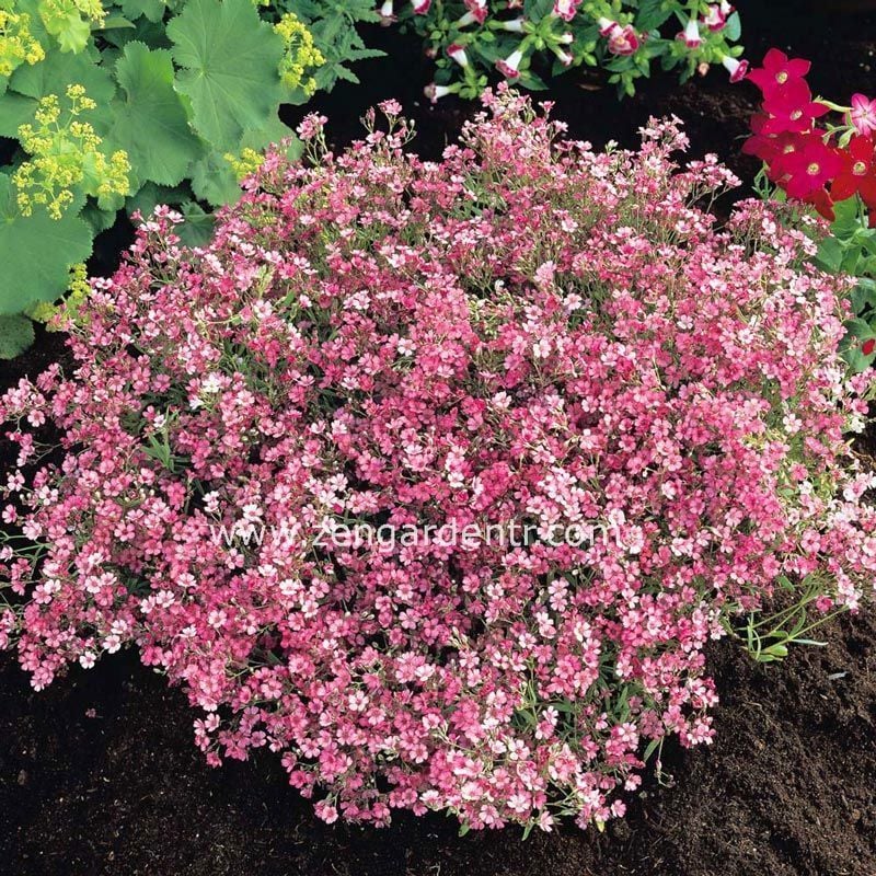 Pembe bahar yıldızı tohumu Genta gypsophila