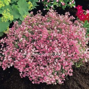 Pembe bahar yıldızı tohumu Genta gypsophila