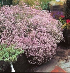 Pembe bahar yıldızı tohumu Genta gypsophila