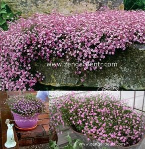 Pembe bahar yıldızı tohumu Genta gypsophila