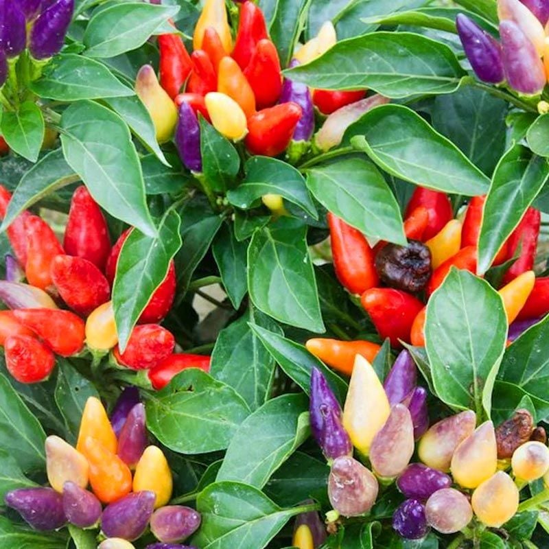 Tatlı biber tohumu sweet pickle