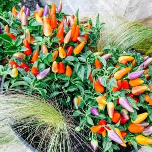 Tatlı biber tohumu sweet pickle