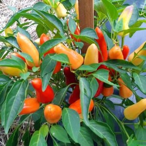 Tatlı biber tohumu sweet pickle