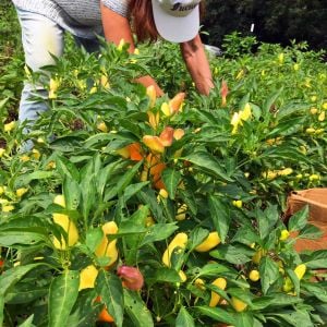 Tatlı biber tohumu sweet pickle