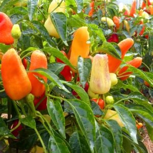 Tatlı biber tohumu sweet pickle