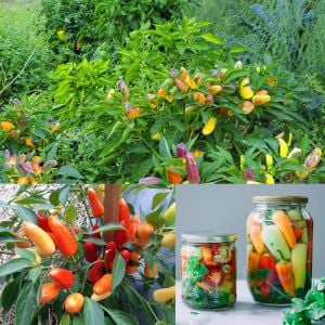 Tatlı biber tohumu sweet pickle