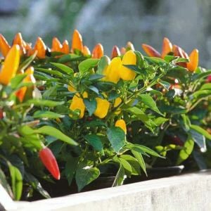 Tatlı biber tohumu sweet pickle