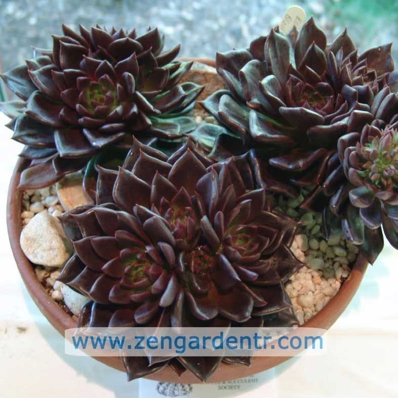 Echeveria black prince