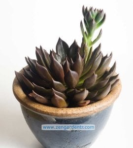 Echeveria black prince