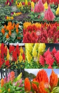 Celosia tohumu pampas püskül çiçekli horozibiği renkli karışım
