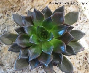 Echeveria black prince