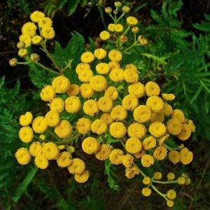 Tanacetum vulgare solucan otu tohumu permakültür