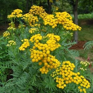 Tanacetum vulgare solucan otu tohumu permakültür