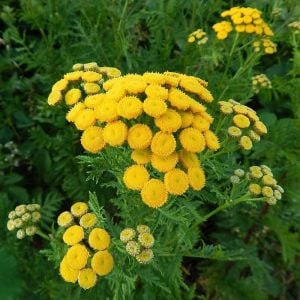 Tanacetum vulgare solucan otu tohumu permakültür