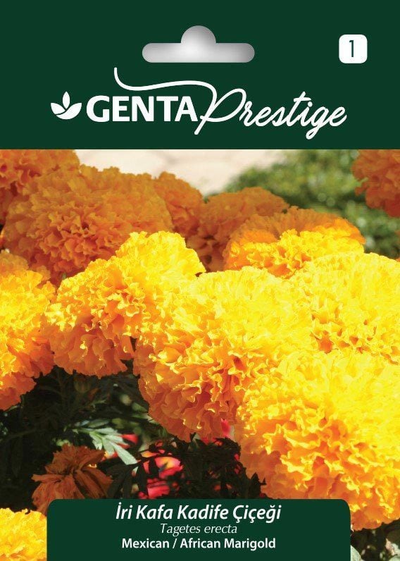 İri kafa kadife çiçeği tohumu african marigold Genta