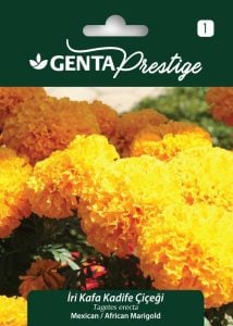 İri kafa kadife çiçeği tohumu african marigold Genta
