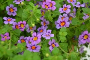 Jamesbrittenia SummerDream çiçeği fidesi violet eye