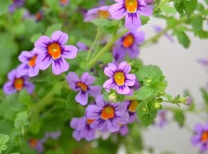 Jamesbrittenia SummerDream çiçeği fidesi violet eye