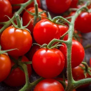 Chadwick cherry çeri domates tohumu geleneksel