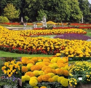 İri kafa kadife çiçeği tohumu african marigold Genta