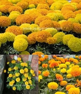 İri kafa kadife çiçeği tohumu african marigold Genta