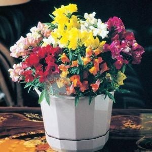 Bodur aslanağzı tohumu karışık renkler saksı antirrhinum tom thumb mix