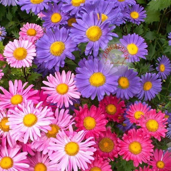 Aster tohumu papatya çiçekli yalın kat karışık renkli callistephus chinensis