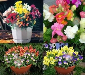 Bodur aslanağzı tohumu karışık renkler saksı antirrhinum tom thumb mix