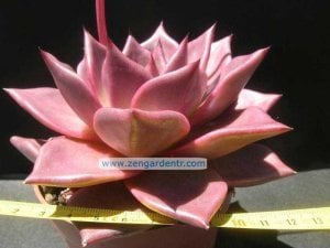 Echeveria agavoides romeo saksıda yetişmiş