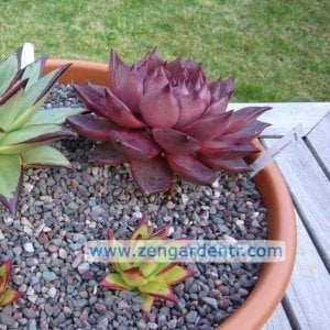 Echeveria agavoides romeo saksıda yetişmiş