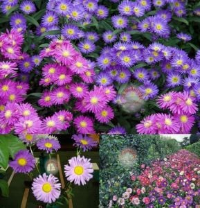 Aster tohumu papatya çiçekli yalın kat karışık renkli callistephus chinensis