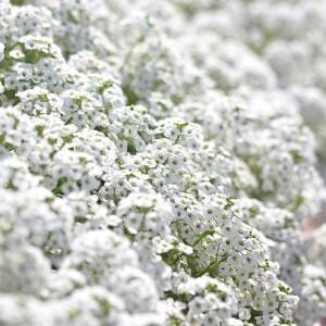 Beyaz alyssum tohumu kraliyet halısı bodur lobularia maritima carpet of snow