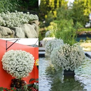 Beyaz alyssum tohumu kraliyet halısı bodur lobularia maritima carpet of snow