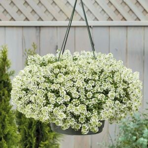 Beyaz alyssum tohumu kraliyet halısı bodur lobularia maritima carpet of snow