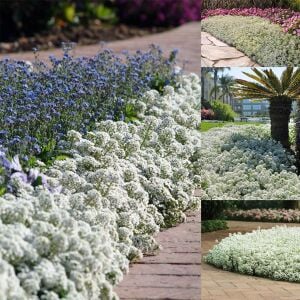 Beyaz alyssum tohumu kraliyet halısı bodur lobularia maritima carpet of snow