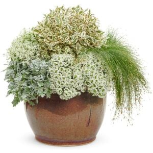 Beyaz alyssum tohumu kraliyet halısı bodur lobularia maritima carpet of snow