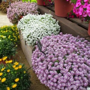 Beyaz alyssum tohumu kraliyet halısı bodur lobularia maritima carpet of snow
