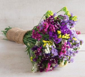 Pembe deniz lavantası tohumu Genta limonium statice