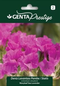 Pembe deniz lavantası tohumu Genta limonium statice