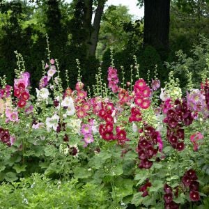 Gülhatmi tohumu indian spring mix alcea rosea