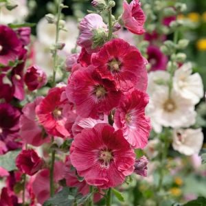Gülhatmi tohumu indian spring mix alcea rosea