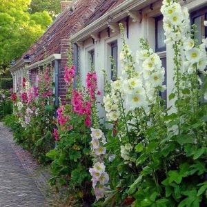Gülhatmi tohumu indian spring mix alcea rosea