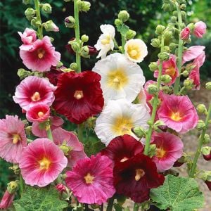 Gülhatmi tohumu indian spring mix alcea rosea