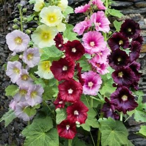 Gülhatmi tohumu indian spring mix alcea rosea