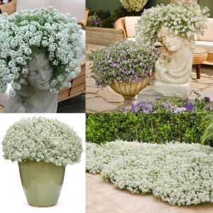 Kokulu beyaz ballıca tohumu lobularia maritima sweet alyssum