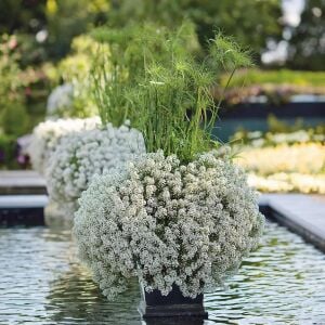 Kokulu beyaz ballıca tohumu lobularia maritima sweet alyssum