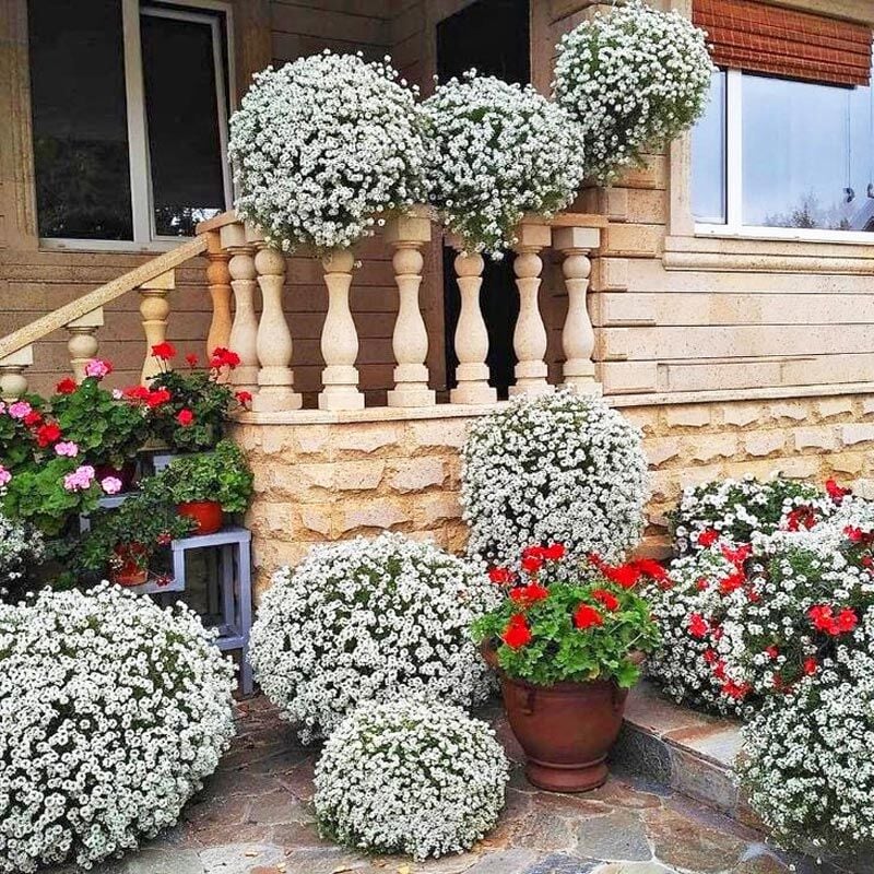 Kokulu beyaz ballıca tohumu lobularia maritima sweet alyssum