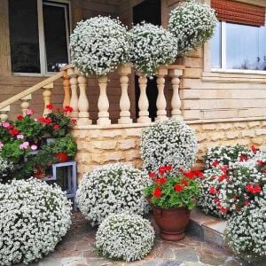 Kokulu beyaz ballıca tohumu lobularia maritima sweet alyssum